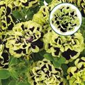 Bild von Petunia double P12 Mystical Midnight gold